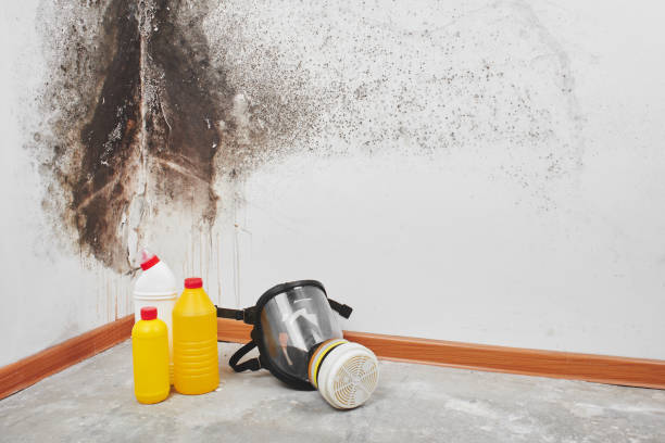Best Industrial Mold Remediation in Big River, CA
