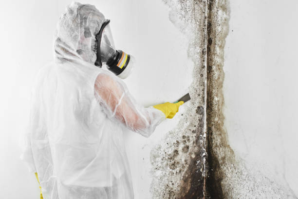 Best Attic Mold Remediation in Big River, CA