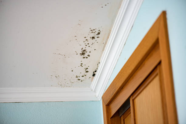 Best Residential Mold Remediation in Big River, CA