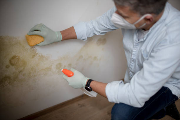 Best DIY Mold Remediation Support Services in Big River, CA