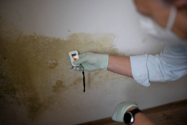 Best Mold Remediation for Specific Building Types in Big River, CA