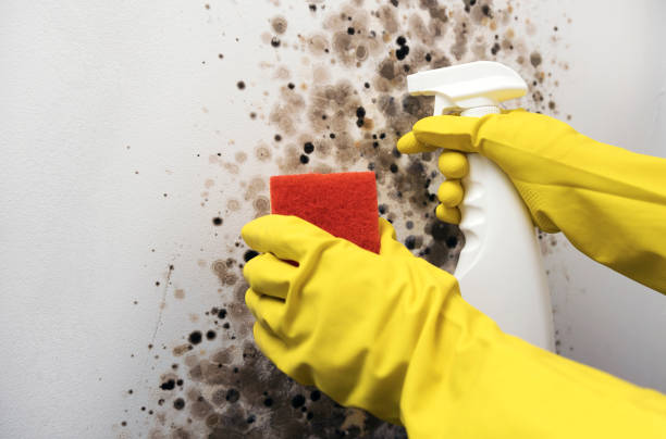 Best Localized Mold Remediation (e.g., coastal areas, humid climates) in Big River, CA