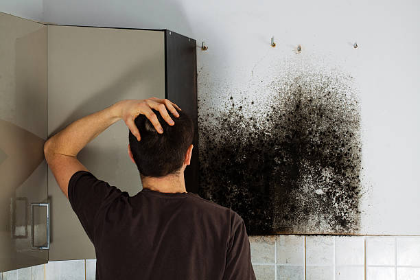 Best Mold Testing and Inspection Services in Big River, CA