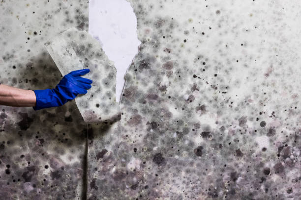 Best Basement Mold Remediation in Big River, CA